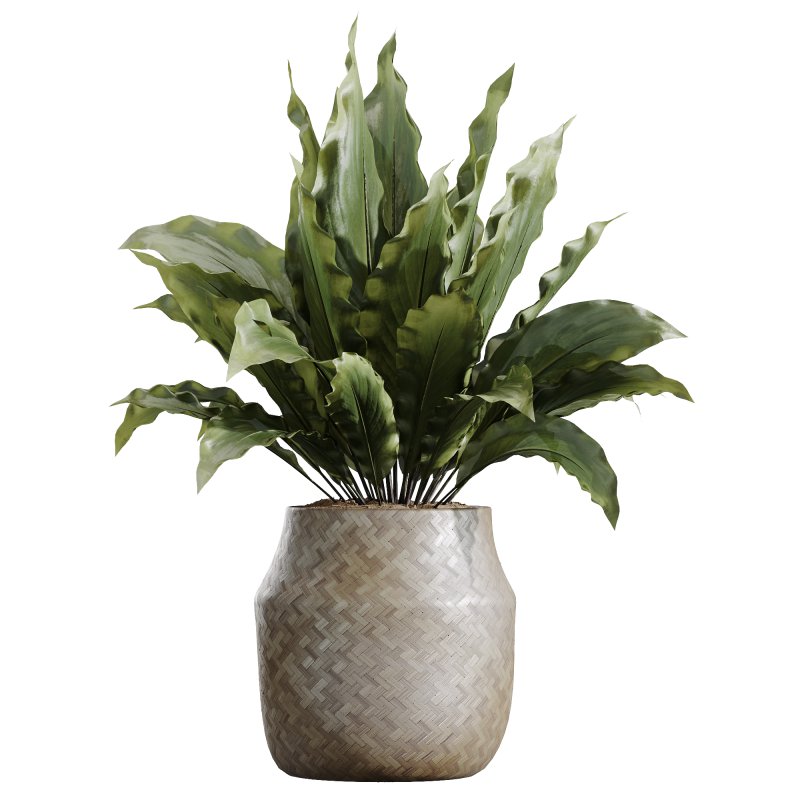 The AV Indoor Plants Set 219 - Image 2