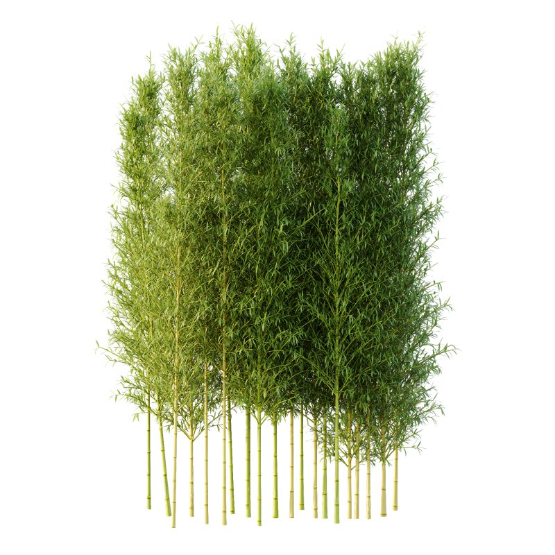 Bamboo Bambusoideae Tree 04 - Image 2