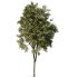 Tree Set32-Urban tree - Thumbnail 2
