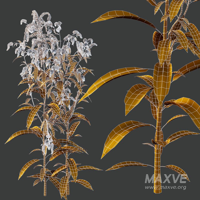 Different Grass 03 - Image 6