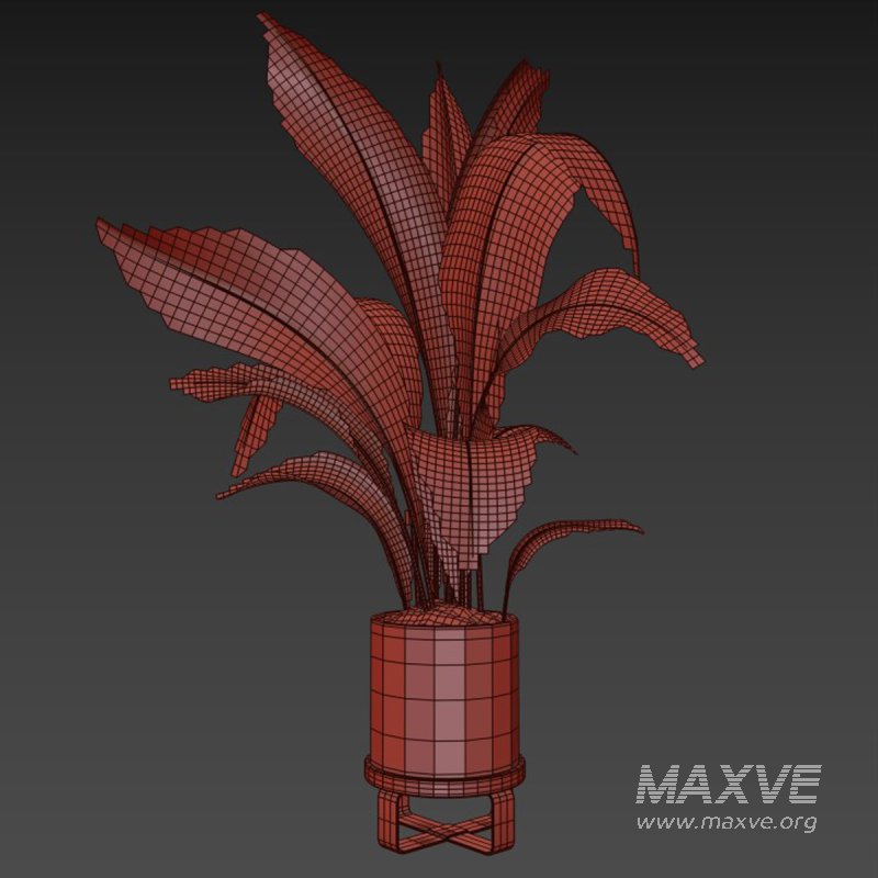 indoor plant 06 - Image 5