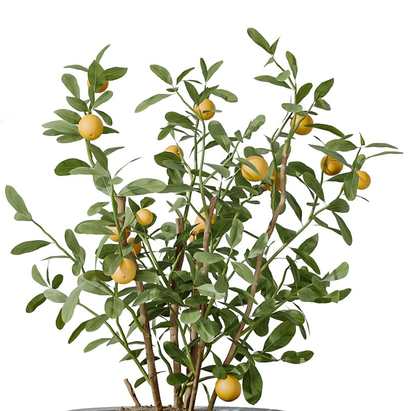 AV Indoor Plants Set 229 Wilsonii Olive and China Orange Tree and Bird Of Paradise and Peace Lily - Image 5