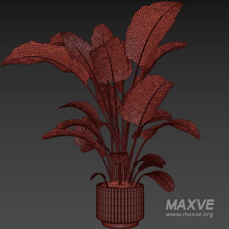 indoor plant 04 - Image 4