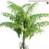 Caryota gigas – Giant Fishtail Palm – Caryota Mitis – 02 - Thumbnail 2
