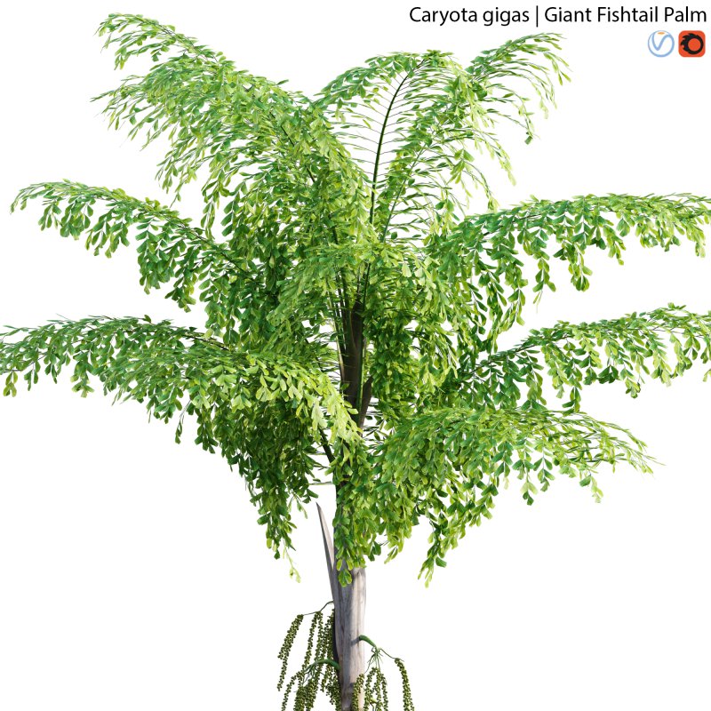 Caryota gigas – Giant Fishtail Palm – Caryota Mitis – 02 - Image 2
