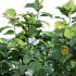 Tabernaemontana divaricata – Crape jasmine – 01 - Thumbnail 2