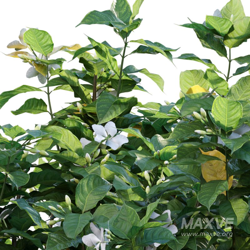 Tabernaemontana divaricata – Crape jasmine – 01 - Image 2