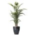 AV Indoor plants set 211 Ficus Bonsai Ginseng and ParadiseBird and Areca Majesty Cat Reed Palm - Thumbnail 1