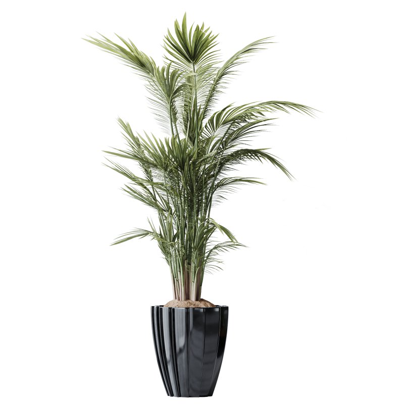 AV Indoor plants set 211 Ficus Bonsai Ginseng and ParadiseBird and Areca Majesty Cat Reed Palm - Image 1