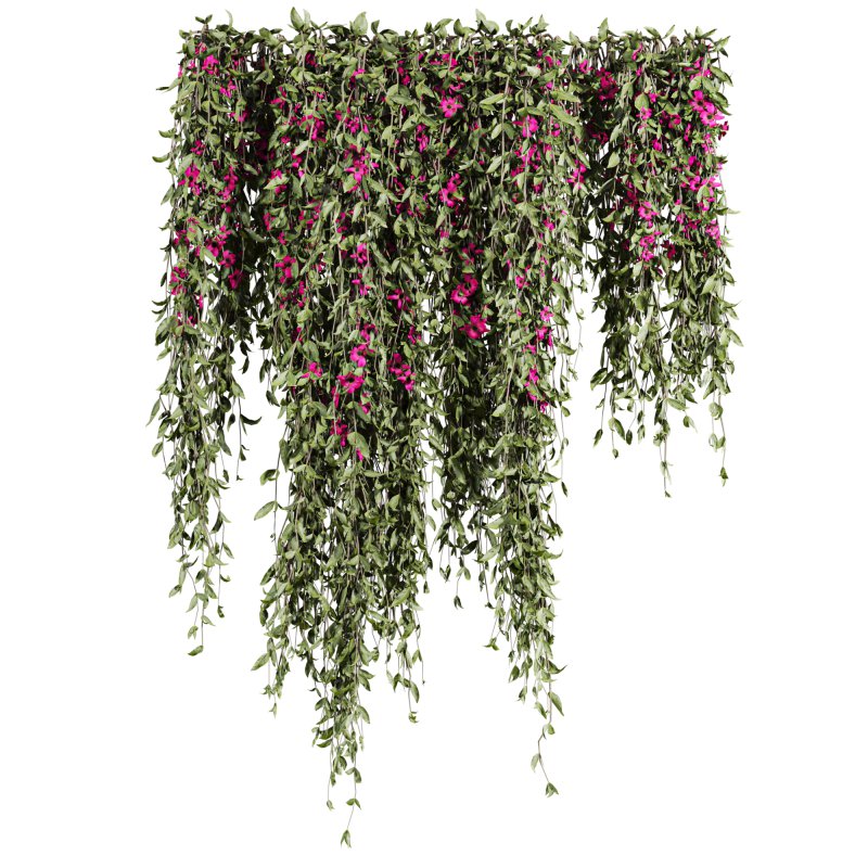 ivy plants - Image 2