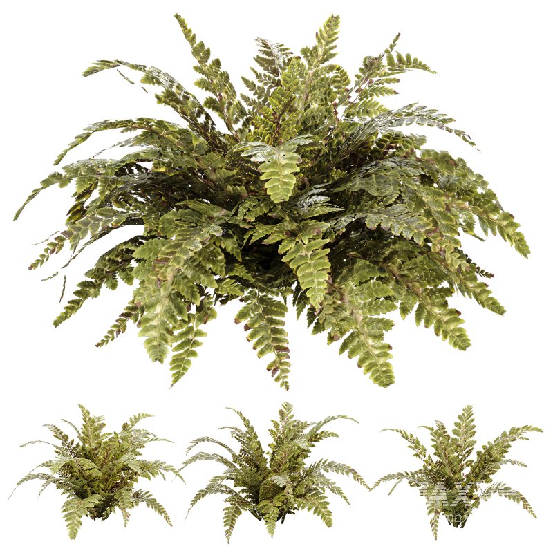 Tropical Crocodile Fern Decorative Bush - Image 1
