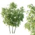 Bamboo Bambusoideae Tree 02 - Thumbnail 5