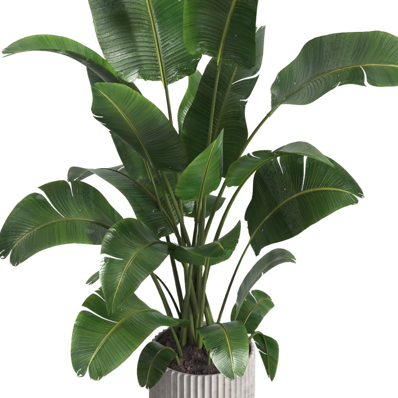 indoor plant 07 - Image 2