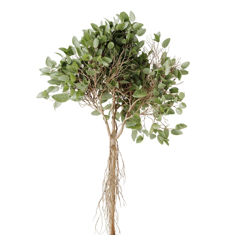 AV Indoor plants set 207 Olive Artificial and Zamiifolia Aracea and Aspidistra Elatior and Licuala Grandis and Ficus Benjamina - Image 2