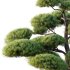 AV Plants Pinus Bonsai Sylvestris Pine Parviflora Scotch Contorta06 - Thumbnail 1