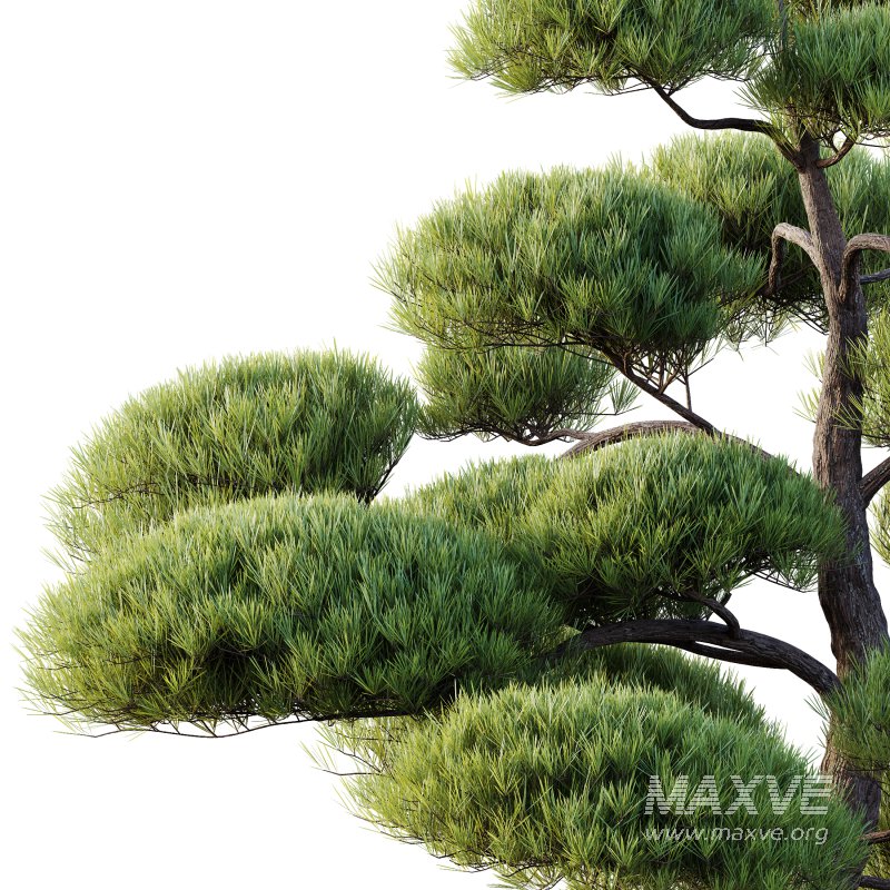 AV Plants Pinus Bonsai Sylvestris Pine Parviflora Scotch Contorta06 - Image 1