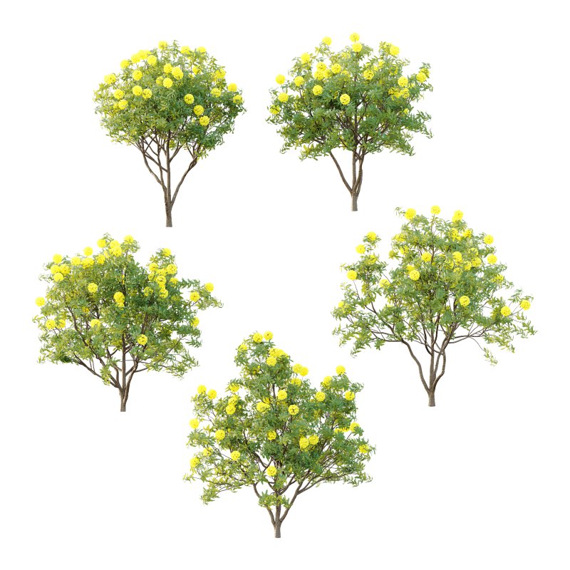 Rhododendron Arboreum Bush 04 - Image 1