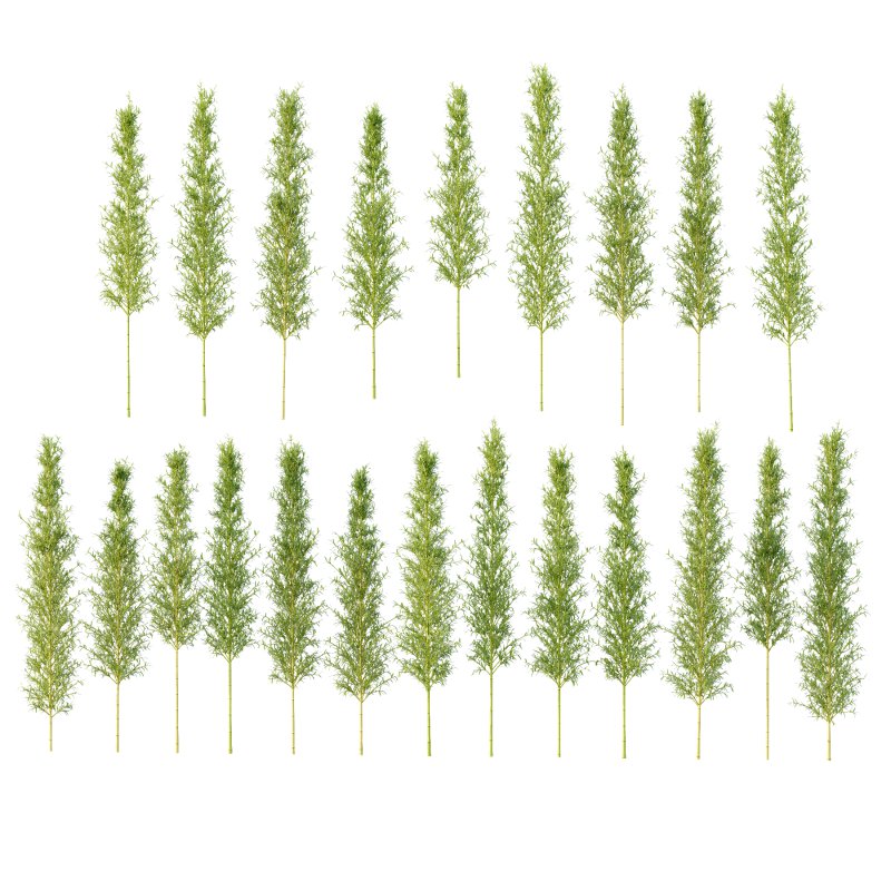 Bamboo Bambusoideae Tree 04 - Image 3