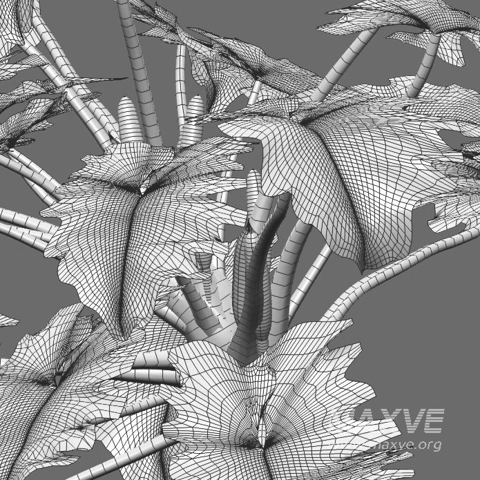 Philodendron undulatum – 02 - Image 4