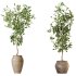 AV Indoor plants set 214 Briful Pachira Aquatica and Citrus Fruit Bonsai China Orange Tree and Fruit Lemon Calamondin Tree - Thumbnail 1