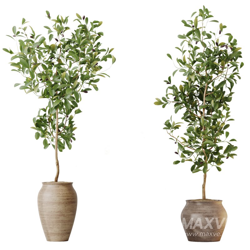 AV Indoor plants set 214 Briful Pachira Aquatica and Citrus Fruit Bonsai China Orange Tree and Fruit Lemon Calamondin Tree - Image 1