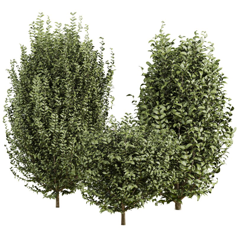 bush plants set - Image 1