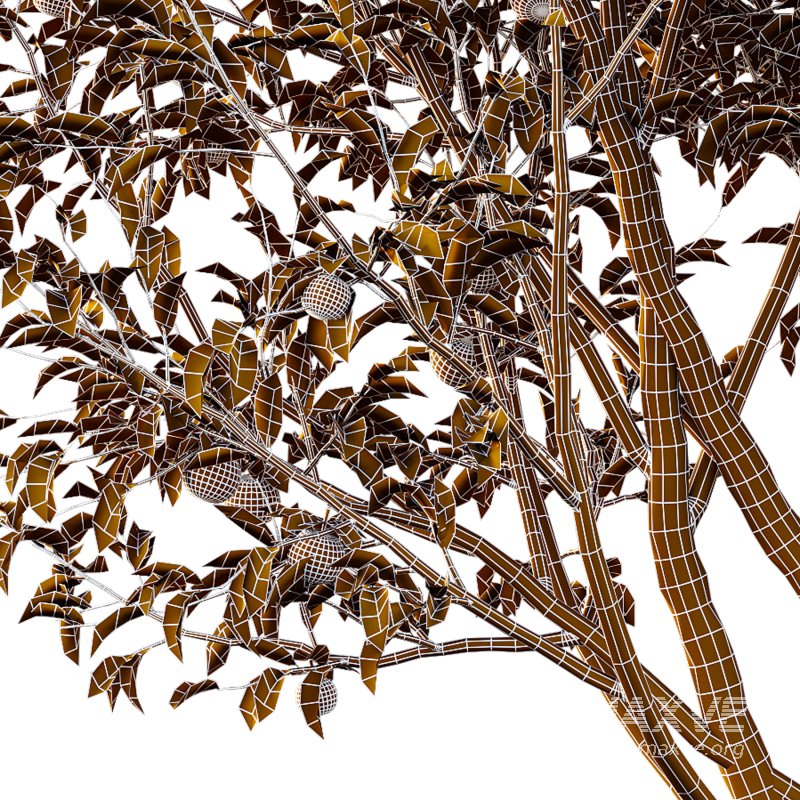 Prunus pseudocerasus Diospyros Kaki Fruit Tree 01 - Image 6