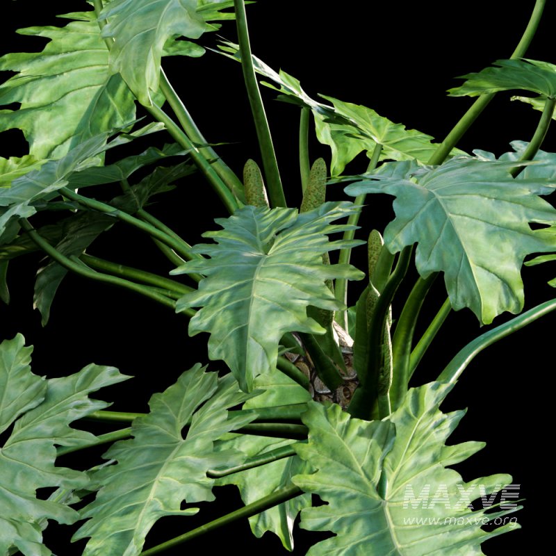 Philodendron undulatum – 02 - Image 3