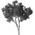 Tree Set30-Urban tree - Thumbnail 3