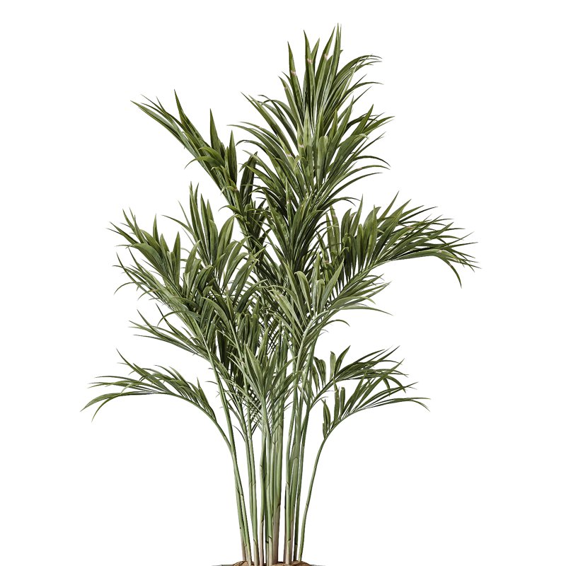 AV Indoor Plants Set 234 Areca Palm Lemon Lime Cane Dragon Zamiifolia Alocasia Eucalyptus - Image 2