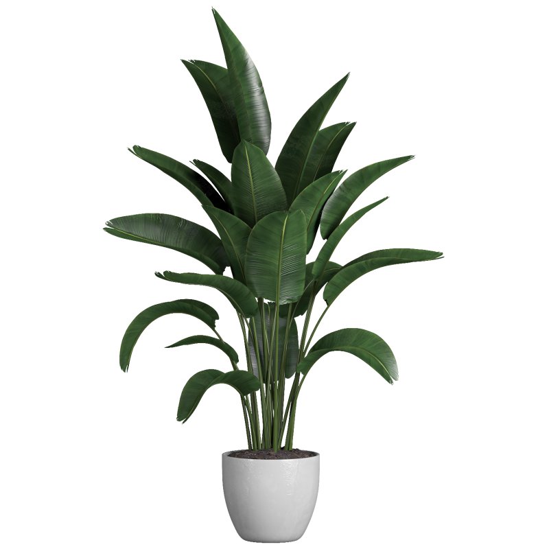 indoor plant 03 - Image 1