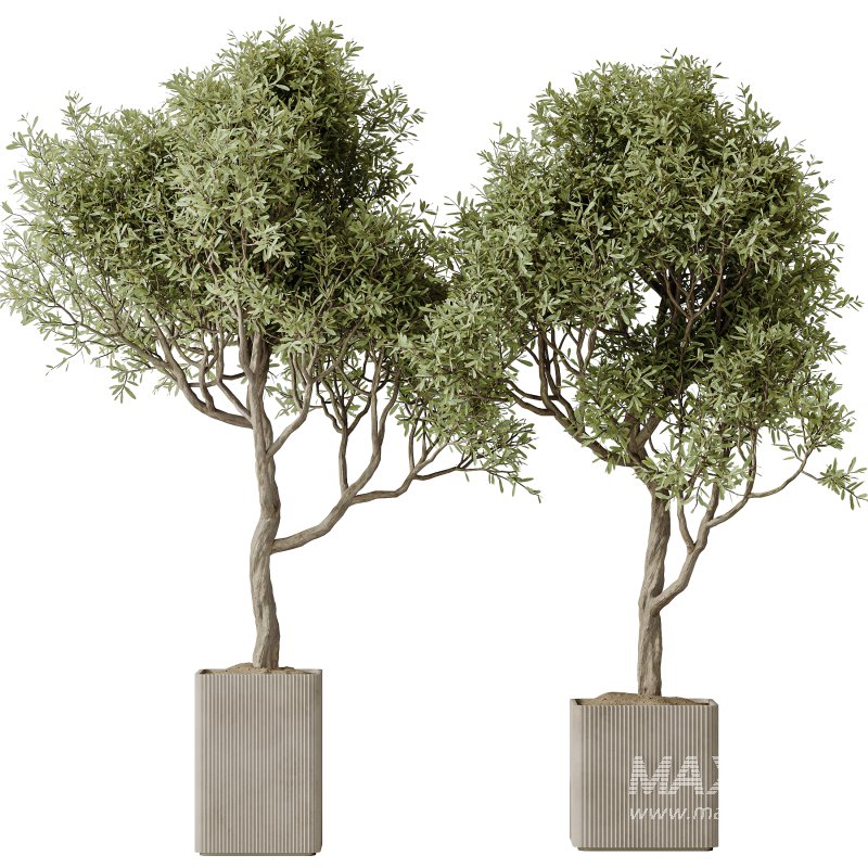 AV Indoor Plants Set 236 Mission Kalamata Leccino Arbequina Wilsonii Chemlali Olive - Image 3