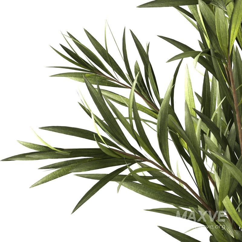 bouquet 01 - Image 3