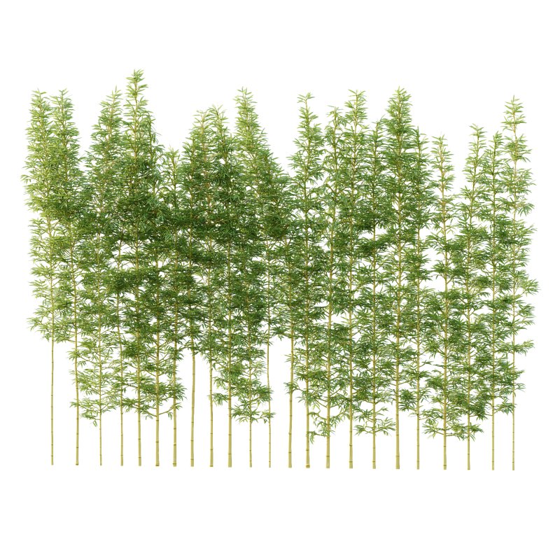 Bamboo Bambusoideae Tree 03 - Image 4