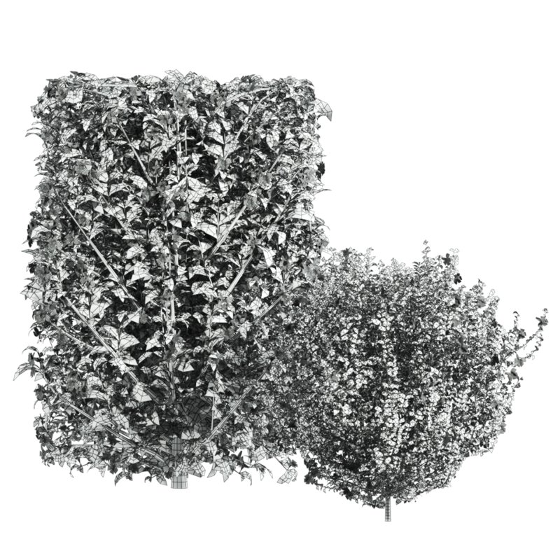 bush plants set - Image 5