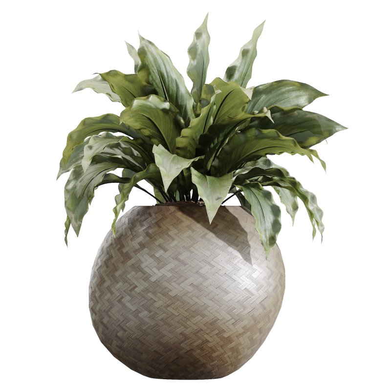 AV Indoor Plants Set 229 Wilsonii Olive and China Orange Tree and Bird Of Paradise and Peace Lily - Image 2
