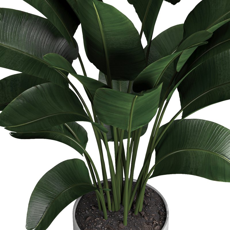 indoor plant 03 - Image 4