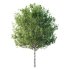 Betula Pendula Tree 06 - Thumbnail 1