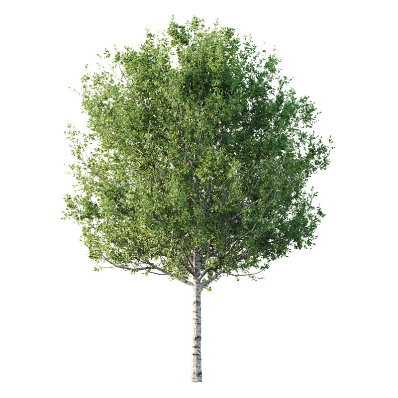 Betula Pendula Tree 06 - Image 1