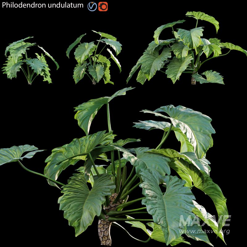 Philodendron undulatum – 01 - Image 1