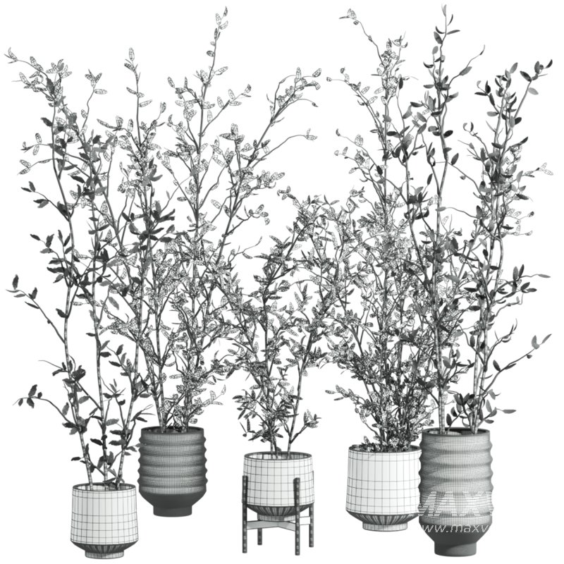 plants set - Image 4