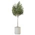 AV Indoor Plants Set 228 Mission Olive and Branche Decorative and Alocasia Elephant and Fruit Orange Tree - Thumbnail 1
