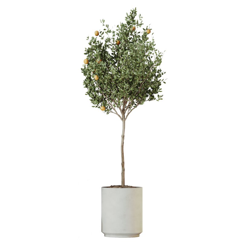 AV Indoor Plants Set 228 Mission Olive and Branche Decorative and Alocasia Elephant and Fruit Orange Tree - Image 1