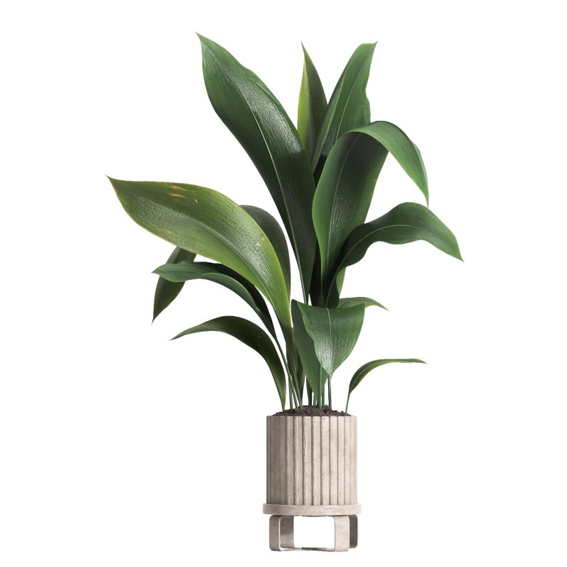 indoor plant 06 - Image 2