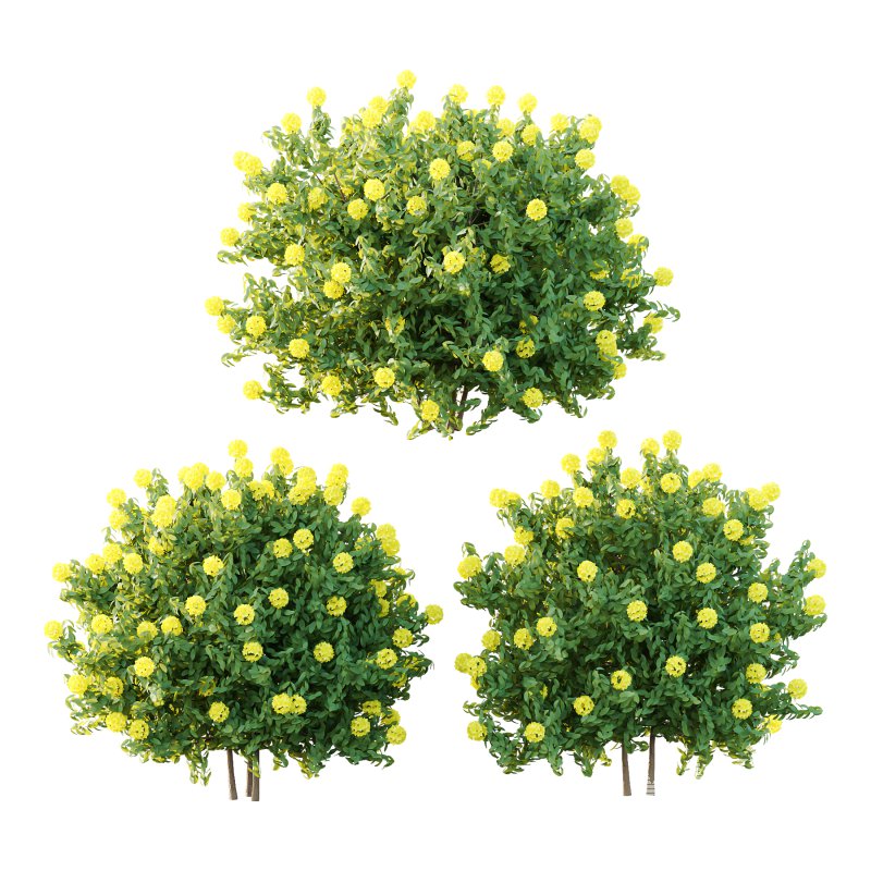 Rhododendron Arboreum Bush 01 - Image 1