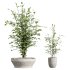 AV Indoor Plants Set 226 Mission Olive and Alnus Glutinosa Alder and Yucca Aloifolia Palm and Cunjevoi Alocasia Jardin - Thumbnail 3