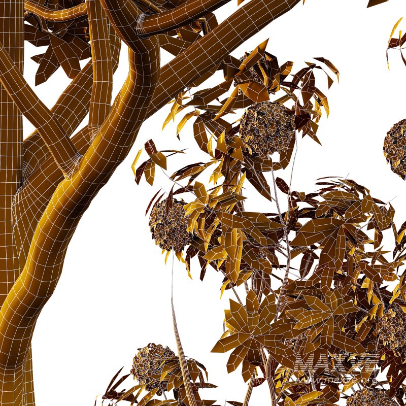 Rhododendron Arboreum Bush 07 - Image 7