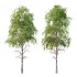Betula Pendula Tree 09 - Thumbnail 1