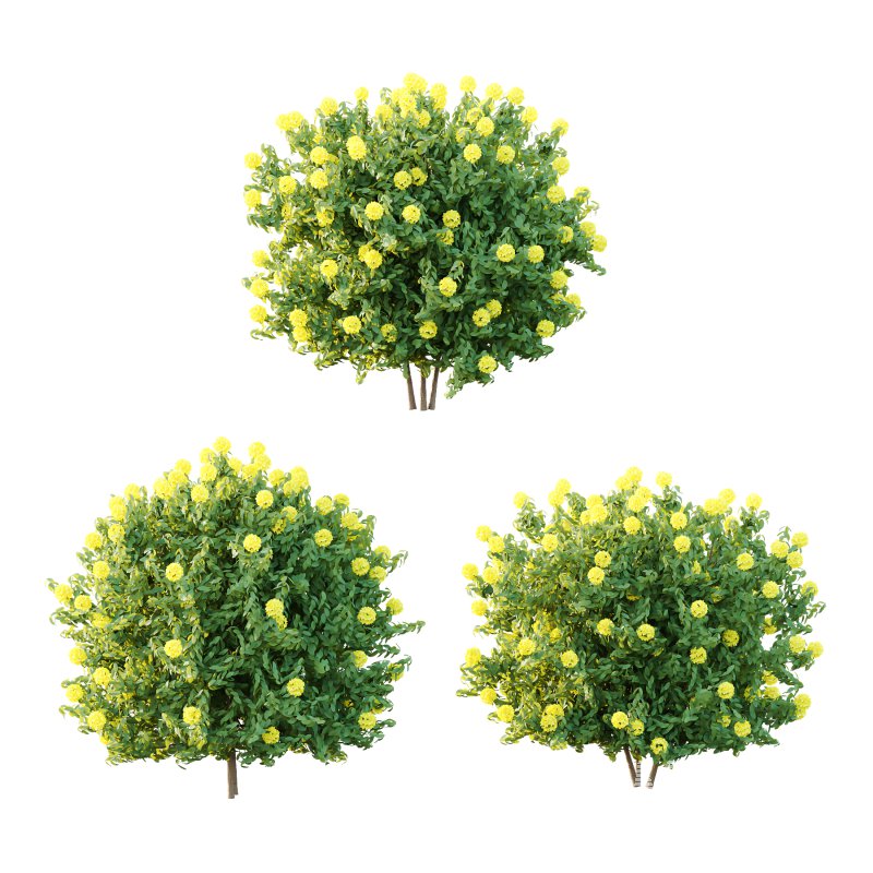 Rhododendron Arboreum Bush 02 - Image 2