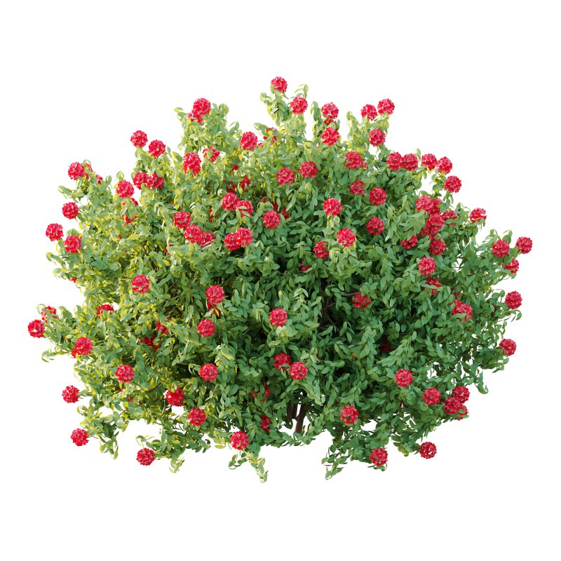 Rhododendron Arboreum Bush 05 - Image 3